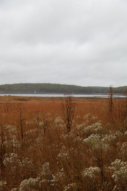 Golden Meadow: Original Oil Painting