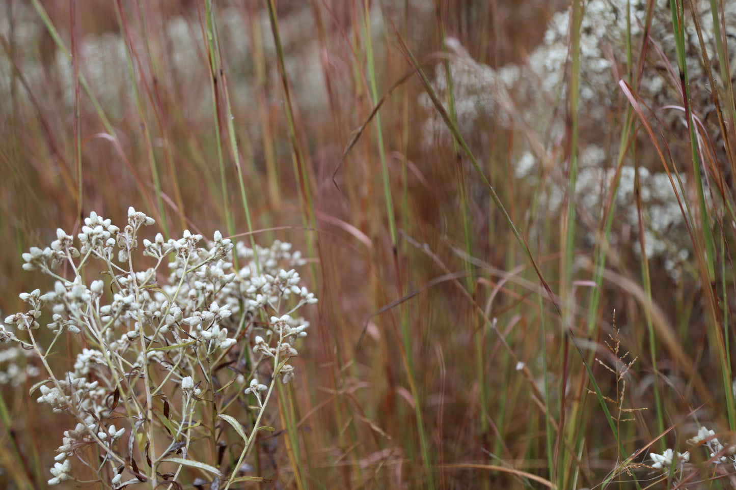 Golden Meadow: Original Oil Painting