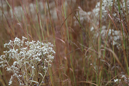 Golden Meadow: Original Oil Painting