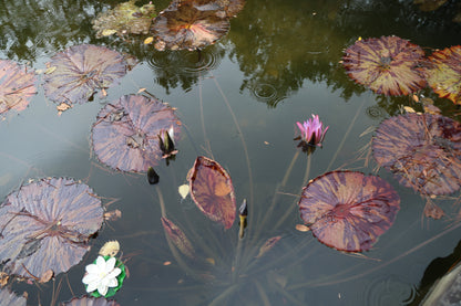 Lily pads: Original Oil Painting