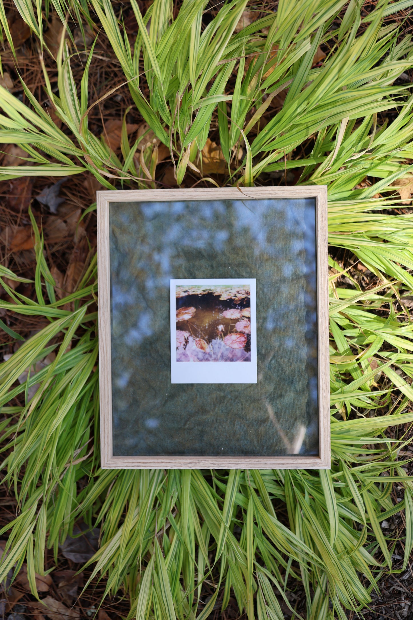 Polaroid in Raw Wood Frame: Lily Pads
