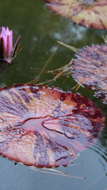 Lily pads: Original Oil Painting